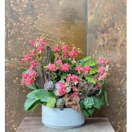 CHẬU LAN HỒ ĐIỆP MINI ĐỎ